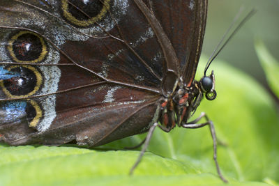 Close-up of insect