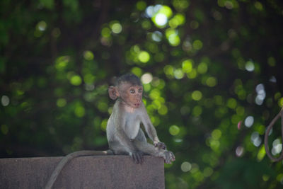 Monkey sitting on tree in forest