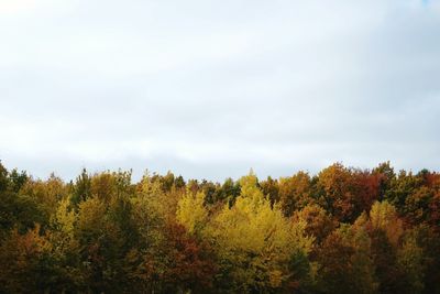 Low angle view of trees against sky