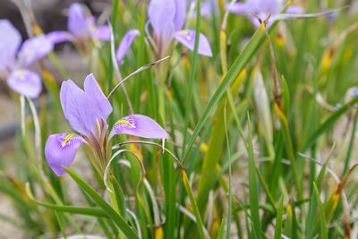 Close-up of purple crocus flowers on field