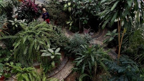 High angle view of plants and trees in park