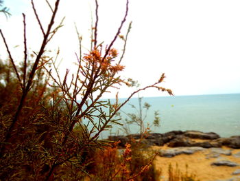 Close-up of plants by sea against clear sky