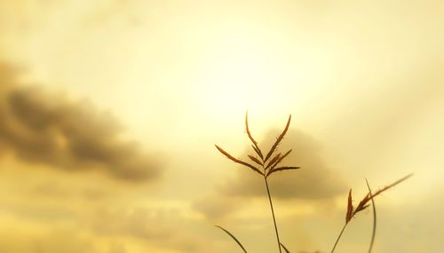 Close-up of plant against sky during sunset