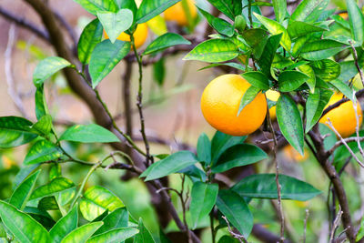 Close-up of orange fruits on tree