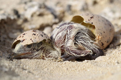 Close-up of shells on sand