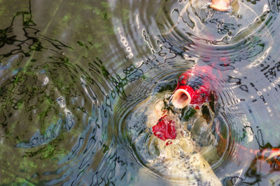 High angle view of fish swimming in lake