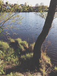 Reflection of trees in water