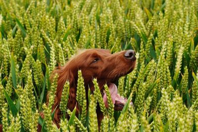 Close-up of dog on wheat field