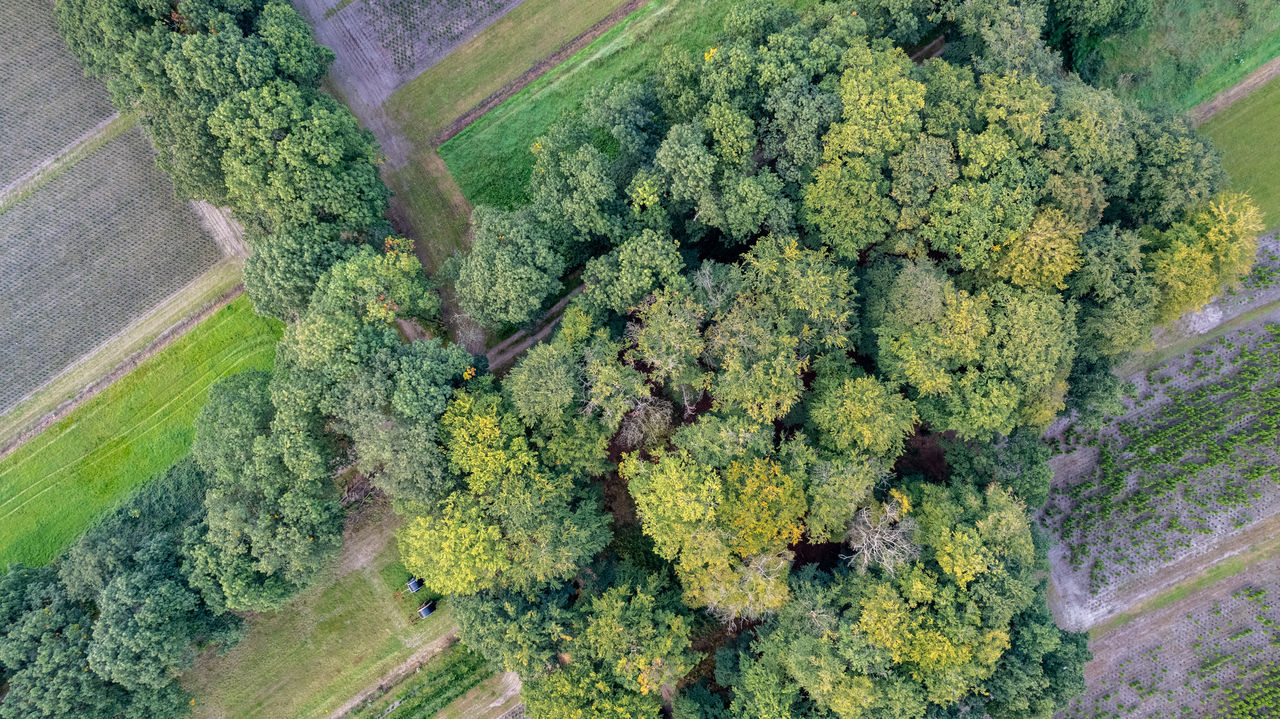 HIGH ANGLE VIEW OF FRESH GREEN FIELD