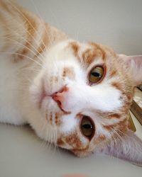 Close-up portrait of a cat