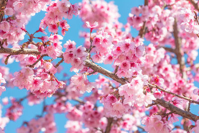 Close-up of pink flowers on tree