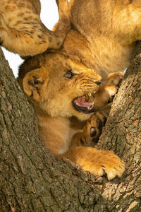 Three lion cubs squashed together in tree