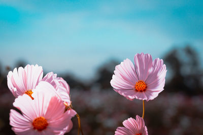 Cosmos flowers beautiful in the garden