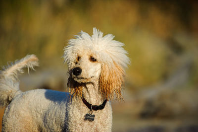 Standard poodle looking away