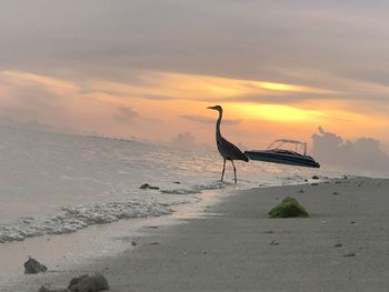 View of a bird on beach