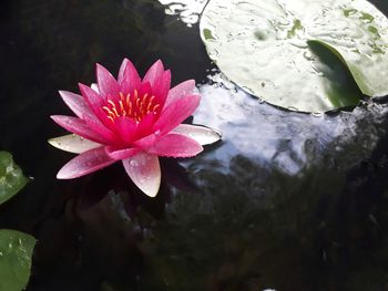 Lotus water lily in lake