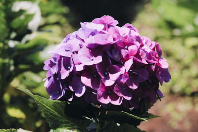 Close-up of purple flowering plant