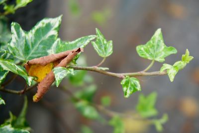 Close-up of fresh green leaves on plant