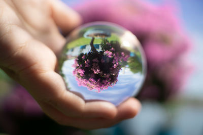 Close-up of hand holding purple flower