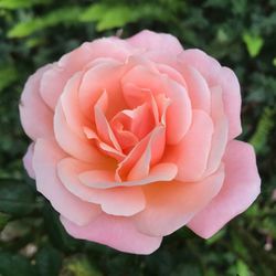 Close-up of pink rose