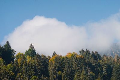 Low angle view of trees against sky during autumn