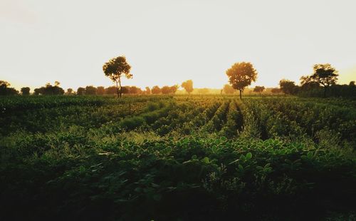 Plants growing on field against sky