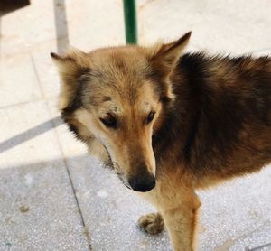 Close-up portrait of dog