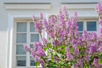 Spring lilac flowers with old wooden window and white cement wall at home