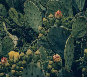 Close-up of cactus growing on tree trunk