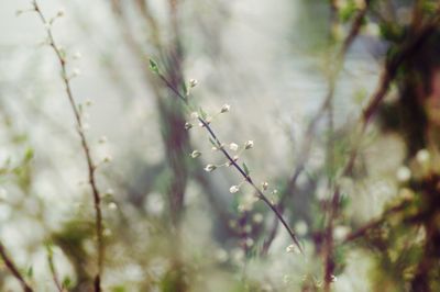 Close-up of flower growing on tree