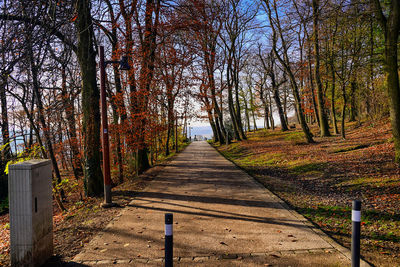 Empty road along trees in forest