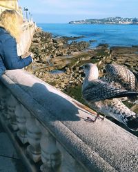 High angle view of seagull on rock at beach