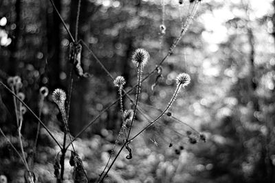 Close-up of wilted plant