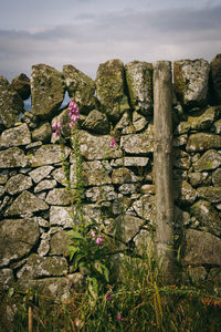 Close-up of flowers growing on rock against sky