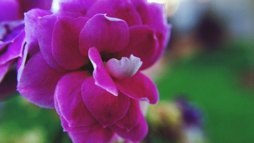 Close-up of pink flowers