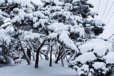 Trees on snow covered field