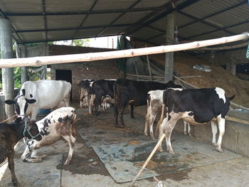 Cows standing in a shed