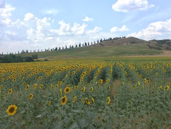 Scenic view of field against sky