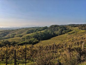 Scenic view of vineyard against sky