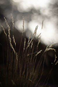 Close-up of grass on field