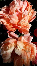 Close-up of rose bouquet against black background