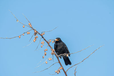 Low angle view of eagle perching on branch against sky