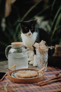 Cat in glass on table