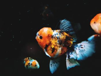 Close-up of fish swimming in sea