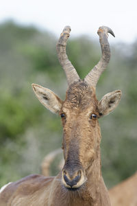 Close-up of red hartebeest