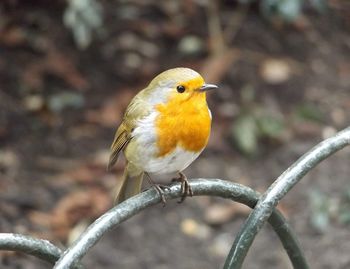 Close-up of bird perching outdoors