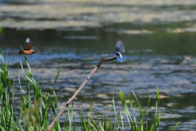 Bird flying over lake