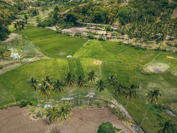 High angle view of agricultural field