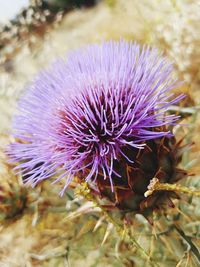 Close-up of thistle blooming outdoors