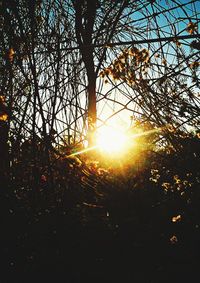 Sunlight streaming through tree